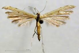 Attēlu rezultāti vaicājumam “Adaina microdactyla”