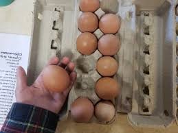 Attēlu rezultāti vaicājumam “Crex crex eggs”