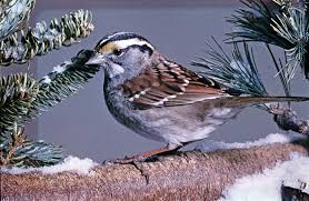 Attēlu rezultāti vaicājumam “Passeriformes”