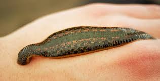 Attēlu rezultāti vaicājumam “Hirudinea”