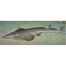 Image result for Glaucostegus cemiculus