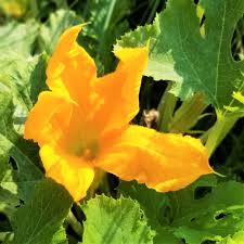 Attēlu rezultāti vaicājumam “Cucurbitaceae”