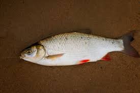 Attēlu rezultāti vaicājumam “Leuciscus idus”