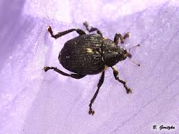 Attēlu rezultāti vaicājumam “Mononychus punctumalbum”