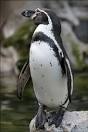 Humboldt Penguin: The Animal Files