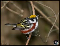 Image result for Dendroica pensylvanica