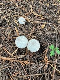 Attēlu rezultāti vaicājumam “Lycoperdon perlatum”