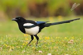 Attēlu rezultāti vaicājumam “Pica pica adult”