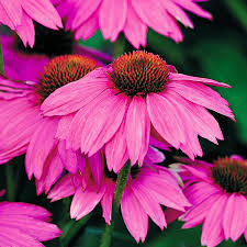 Image result for Echinacea purpurea