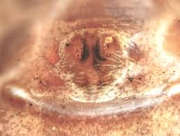 Attēlu rezultāti vaicājumam “Xysticus bifasciatus female”