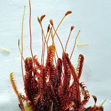 Attēlu rezultāti vaicājumam “Scorpidium revolvens”