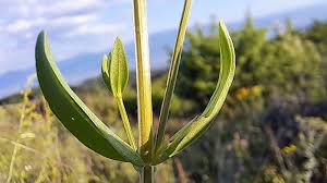 Attēlu rezultāti vaicājumam “Centaurium erythraea leaf”