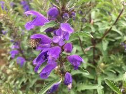 Image result for Dracocephalum moldavicum