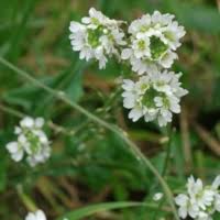 Attēlu rezultāti vaicājumam “Berteroa incana leaf”