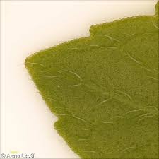 Attēlu rezultāti vaicājumam “Mentha x verticillata leaf”