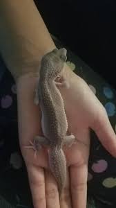 Image result for gravidity leopard gecko