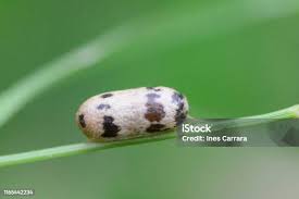 Attēlu rezultāti vaicājumam “Ichneumonidae cocoon”