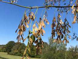 Attēlu rezultāti vaicājumam “Acer negundo bud”