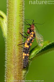 Attēlu rezultāti vaicājumam “Leiodidae larva”