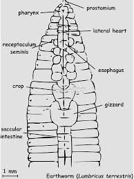 Attēlu rezultāti vaicājumam “Lumbricus terrestris”