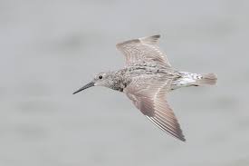 Image result for Calidris tenuirostris