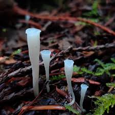 Attēlu rezultāti vaicājumam “Lentaria sp.”