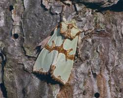 Attēlu rezultāti vaicājumam “Staurophora celsia”