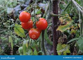 Attēlu rezultāti vaicājumam “Lycopersicon esculentum”