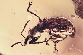 Attēlu rezultāti vaicājumam “Attelabidae”