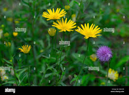 Image result for Buphthalmum salicifolium