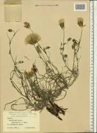 Attēlu rezultāti vaicājumam “Tragopogon heterospermus”