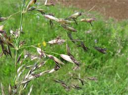 Attēlu rezultāti vaicājumam “Arrhenatherum elatius”