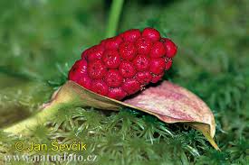 Attēlu rezultāti vaicājumam “Calla palustris fruit”