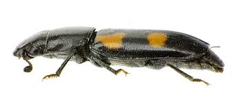 Attēlu rezultāti vaicājumam “Glischrochilus quadripunctatus”