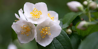 Attēlu rezultāti vaicājumam “Philadelphus coronarius flower”