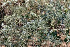 Attēlu rezultāti vaicājumam “Atriplex calotheca”