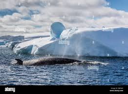 Image result for Balaenoptera bonaerensis