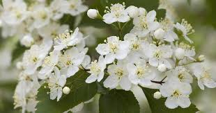 Attēlu rezultāti vaicājumam “Crataegus macracantha flower”