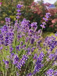 Image result for Lavendel