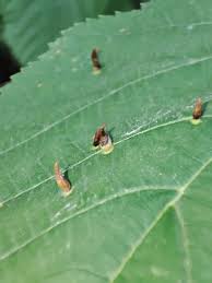 Attēlu rezultāti vaicājumam “Eriophyes tiliae”