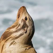 Image result for Zalophus californianus