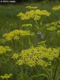Attēlu rezultāti vaicājumam “Pastinaca sativa subsp. sylvestris flower”