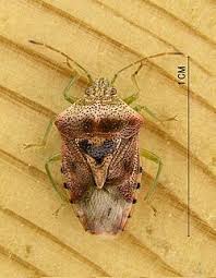 Attēlu rezultāti vaicājumam “Elasmucha grisea imago”