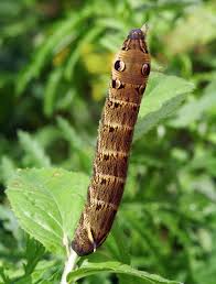 Attēlu rezultāti vaicājumam “Deilephila elpenor imago”