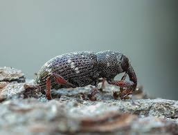 Attēlu rezultāti vaicājumam “Hylobius pinastri”