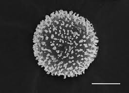 Attēlu rezultāti vaicājumam “Barbeyella minutissima spores”