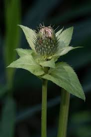 Attēlu rezultāti vaicājumam “Cirsium oleraceum flower”