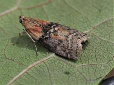 Attēlu rezultāti vaicājumam “Sciota adelphella”