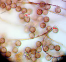 Attēlu rezultāti vaicājumam “Didymium aggregatum macro”