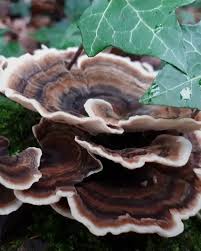 Attēlu rezultāti vaicājumam “Trametes versicolor”